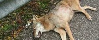 Bracconaggio e strade. 3 lupi morti in 7 giorni