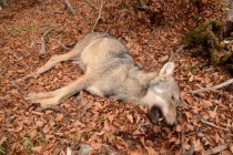 Uno dei tre lupi ritrovati uccisi